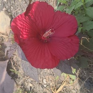 Meet your Posher, Toni